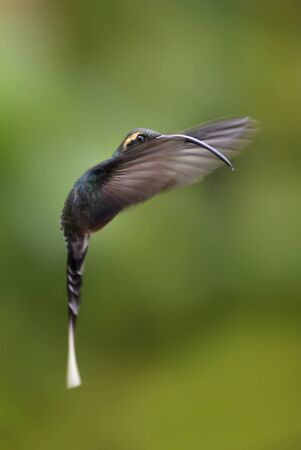 Little Hermit - Phaethornis longuemareus; beautiful long beaked long tailed hummingbird from Costa...