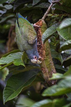White-crowned Parrot - Pionus senilis, beatiful colorful parrot from Central America forest Costa...
