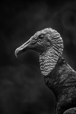 American Black Vulture - Coragyps atratus, black common vulture from Central America forests, Costa Rica.の写真素材