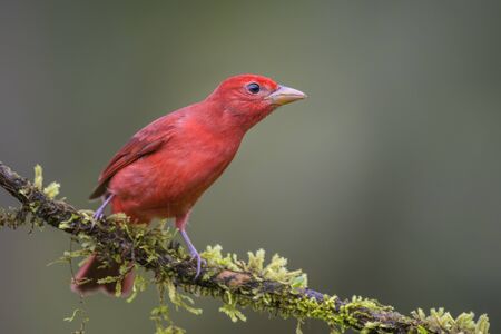 Summer Tanager - Piranga rubra, beautiful red tanager from Costa Rica forests and woodlands.の写真素材
