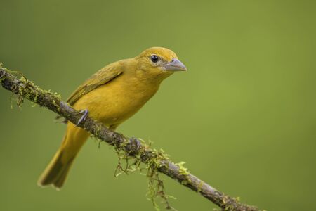 Summer Tanager - Piranga rubra, beautiful red tanager from Costa Rica forests and woodlands.の写真素材