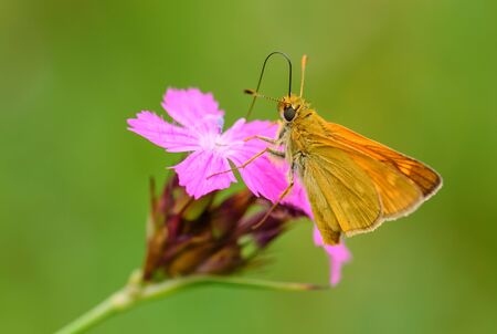 Large Skipper - Ochlodes sylvanus, tiny orange butterfly from European meadows and grasslands, Czech Republic.の写真素材