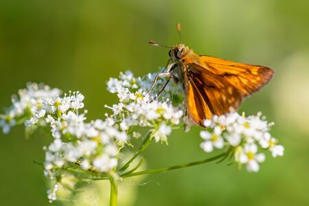 Large Skipper - Ochlodes sylvanus, tiny orange butterfly from European meadows and grasslands, Czech Republic.の写真素材