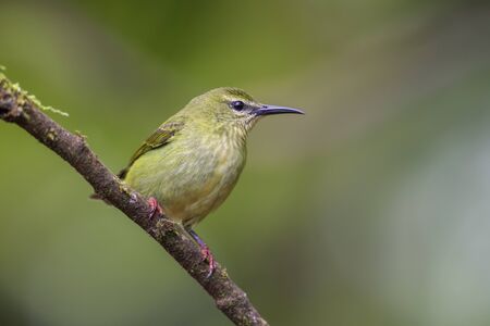 Red-legged Honeycreeper - Cyanerpes cyaneus, beatiful small blue red legged honeycreeper from Costa Rica.の写真素材