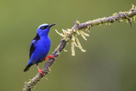 Red-legged Honeycreeper - Cyanerpes cyaneus, beatiful small blue red legged honeycreeper from Costa Rica.の写真素材