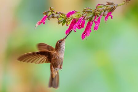 Bronzy Inca - Coeligena coeligena, beautiful tiny brown hummingbird from Andean slopes of South America, San Isidro, Ecuador.の写真素材