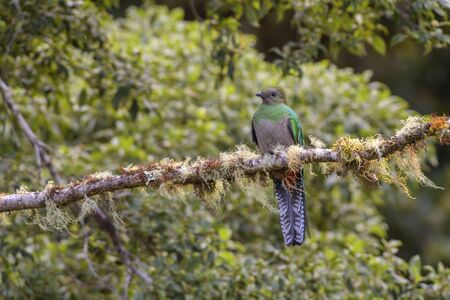 Resplendent Quetzal - Pharomachrus mocinno, beautiful colorful iconic bird from Central America forests, Costa Rica.の写真素材
