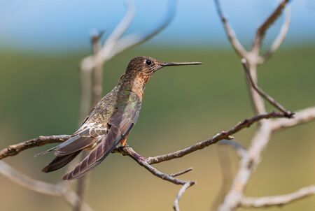 Giant Hummingbird - Patagona gigas, special large hummingbird from Andean slopes of South America, Tambo Condor, Ecuador.の写真素材