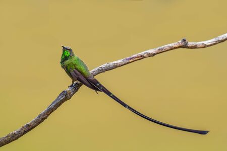 Black-tailed Trainbearer - Lesbia victoriae, beautiful long tailed hummingbird from Andean slopes of South America, Tambo Condor, Ecuador.の写真素材