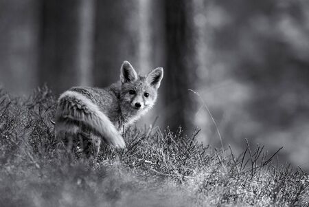 Red Fox - Vulpes vulpes, beautiful carnivores in winter from European forests, Czech Republic.