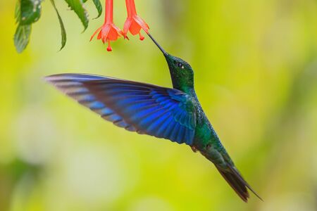 Great Sapphirewing - Pterophanes cyanopterus, beautiful large hummingbird with blue wings from Andean slopes of South America, Yanacocha, Ecuador.の写真素材