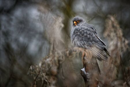 Red-footed Kestrel - Falco vespertinus, beautiful Kestrel from South European forests and woodlands, Hungary.の写真素材