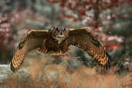 Eurasian Eagle-owl - Bubo bubo, large owl from  European forests, Falconry, Czech Republic