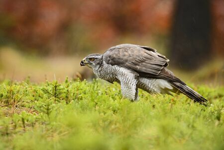Goshawk - Accipiter gentilis; fast bird of prey from European forest;の写真素材
