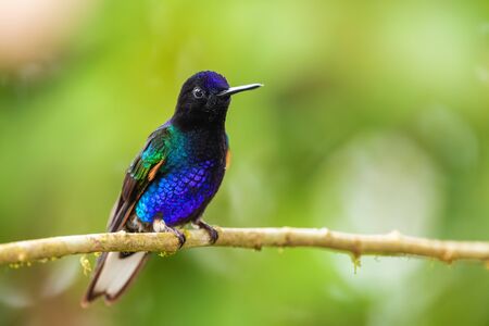 Velvet-purple Coronet - Boissonneaua jardini, beautiful colored hummingbird from western Andean slopes of South America, Amagusa, Ecuador.の写真素材