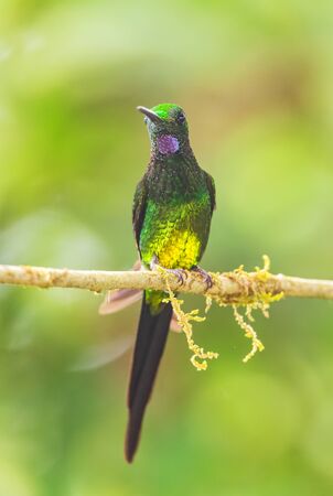 Empress Brilliant - Heliodoxa imperatrix, beautiful colored hummingbird from western Andean slopes of South America, Amagusa, Ecuador.の写真素材
