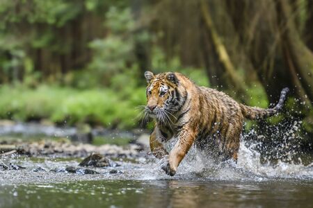 Siberian Tiger - Panthera tigris, beautiful large cat from Asian forests and woodlands, Russia.