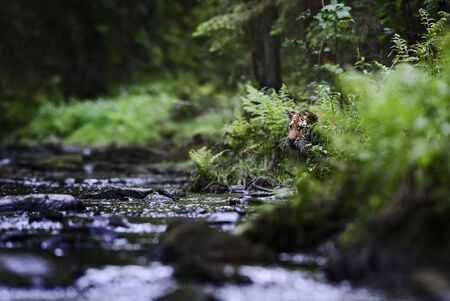 Siberian Tiger - Panthera tigris, beautiful large cat from Asian forests and woodlands, Russia.の写真素材