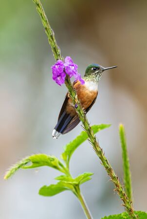 Violet-tailed Sylph - Aglaiocercus coelestis, beautiful long tailed hummingbird from western Andean slopes of South America, Mindo, Ecuador.の写真素材