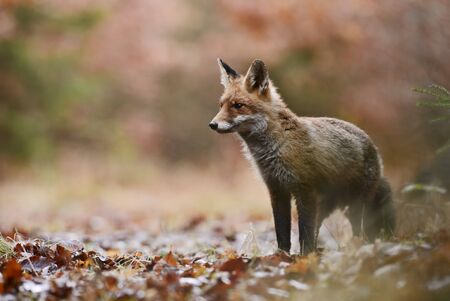 Red Fox - Vulpes vulpes, beautiful carnivores in winter from European forests, Czech Republic.