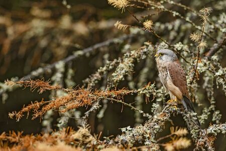 Eurasian Kestrel - Falco tinnunculus, beautiful raptor from European forest, Czech Republic.の写真素材