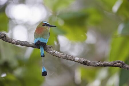 Turquoise-browed Motmot - Eumomota superciliosa, beautiful colorful motmot from Central America forests; Costa Rica.の写真素材