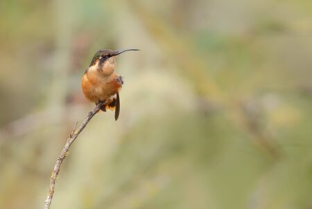 Gorgeted Woodstar - Chaetocercus heliodor, beautiful small from eastern Andean slopes, San Isidro, Ecuador.の写真素材