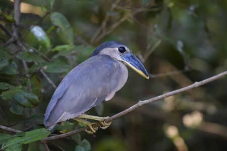 Boat-billed Heron - Cochlearius cochlearius, blue gray heron from New World fresh waters and mangrove, Tarcoles river,  Costa Rica.の写真素材
