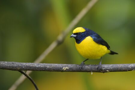 Yellow-crowned Euphonia - Euphonia luteicapilla, beautiful black and yellow perching bird from New World gardens and forests, Costa Rica.の写真素材