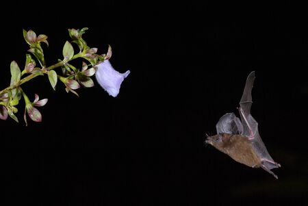Orange Nectar Bat - Lonchophylla robusta, new world leaf-nosed bat feeding nectar on the flower in...