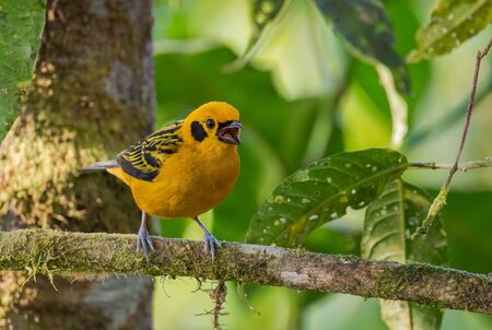Golden Tanager - Tangara arthus, beautiful yellow tanager from  from western Andean slopes, Mindo, Ecuador.の写真素材