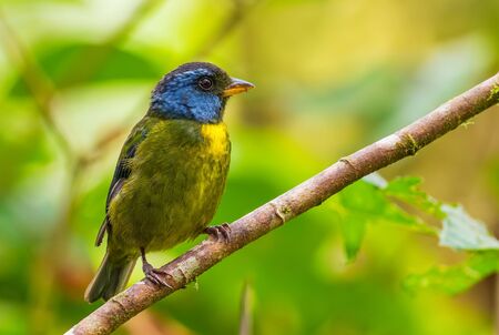 Moss-backed Tanager - Bangsia edwardsi, beautiful colored tanager from western Andean slopes,...