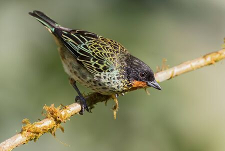 Rufous-throated Tanager - Tangara rufigula, beautiful colored tanager from western Andean slopes, Amagusa, Ecuador.の写真素材
