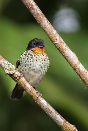 Rufous-throated Tanager - Tangara rufigula, beautiful colored tanager from western Andean slopes, Amagusa, Ecuador.の写真素材