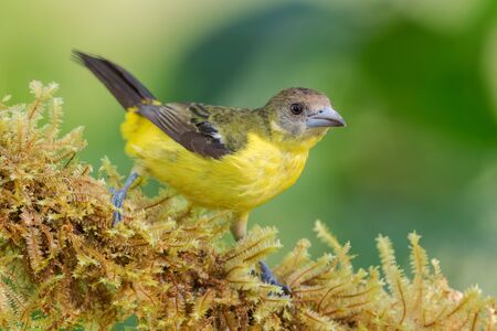 Flame-rumped Tanager - Ramphocelus flammigerus, beautiful black and yellow tanager from western...