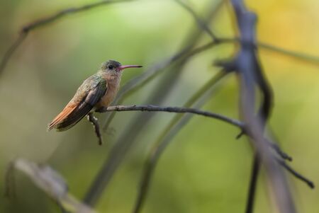 Cinnamon Hummingbird - Amazilia rutila, beautiful colorful hummingbird from Central America forests, Costa Rica.の写真素材