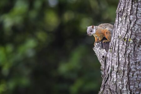 Variegated Squirrel - Sciurus variegatoides, beautiful squirrel from New World gardens and forests,...