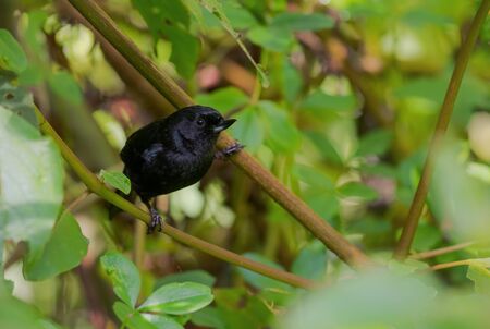 Glossy Flower-piercer - Diglossa lafresnayii, special black perching bird from western Andean slopes, Yanacocha, Ecuador.の写真素材