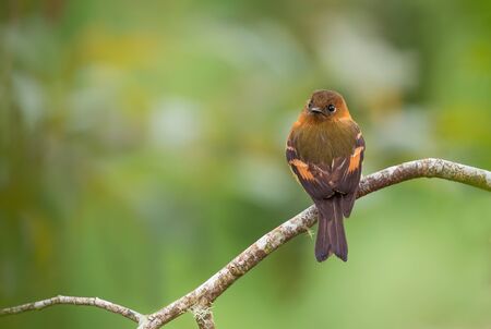 Cinnamon Flycatcher - Pyrrhomyias cinnamomeus, tiny cute flychatcher from eastern Andean slopes, San...
