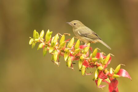Slaty Flower-piercer - Diglossa plumbea, interesting small perching brid from New World gardens and...