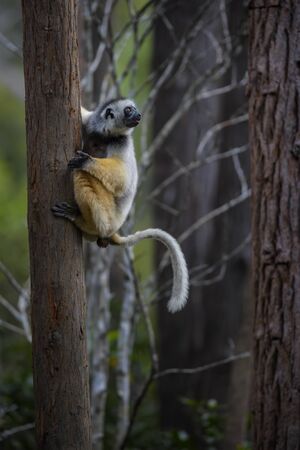 Diademed Sifaka - Propithecus diadema, east coast rain forest, Madagascar. Endangered lemur from...