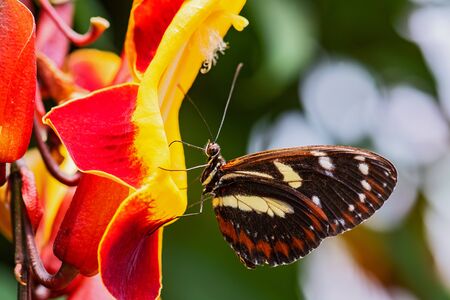 Tigerwing - Mechanitis sp., beautiful colored brushfoot butterfly from Central and South American meadows, Ecuador.の写真素材