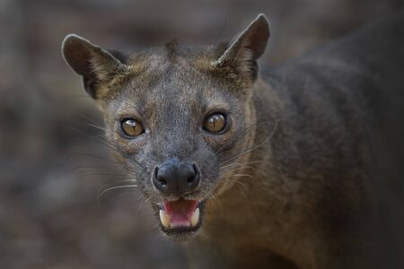 Fossa - Cryptoprocta ferox, Kirindi forest, Madagascar. The biggest predator of Madagascar forests.の素材 [FY310138575525]