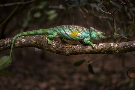 Parsonâs Chameleon - Calumma parsonii, rain forest Madagascar east coast. Colourful endemic lizard.の写真素材