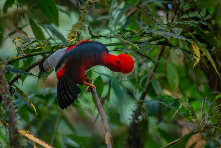 Andean Cock of the Rock - Rupicola peruviana, iconic colored bird from Andean mountains, Mindo, Ecuador.の写真素材