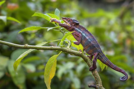 Panther Chameleon - Furcifer pardalis, Madagascar. Beautiful lizard from Madagascar rainforest;...
