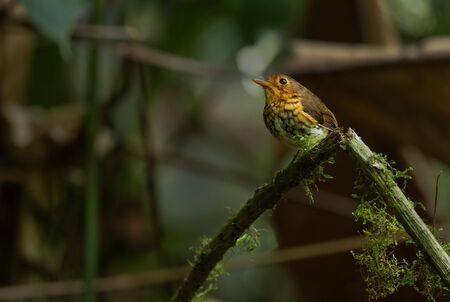 Ochre-breasted Antpitta - Grallaricula flavirostris, small l shy hidden bird from Andean forests,...
