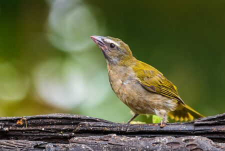 Buff-throated Saltator - Saltator maximus, large green and yellow perching bird from South America forests, western Andean slopes, Amagusa, Ecuador.の写真素材