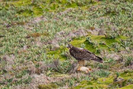 White-throated Hawk - Buteo albigula, beautiful bird of prey from Andean mountains, Antisana, Ecuador.の写真素材