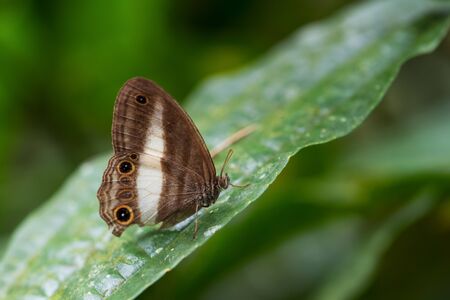 Satyrid butterflie - Euptychoides albofasciata, beautiful brown and white butterfly from South America forests, eastern Andean slopes, Wild Sumaco lodge, Ecuador.の写真素材